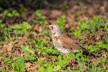 Fieldfare, Turdus pilaris, collects worms on a sprng lawn.