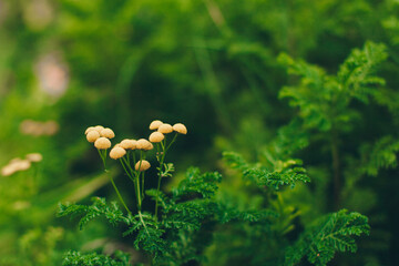 spring flowering: white blossoms. the concept of International Women's Day, March 8