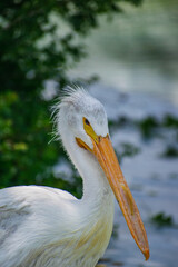 pelican on a rock