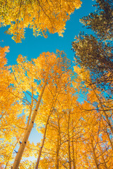 autumn trees in the forest