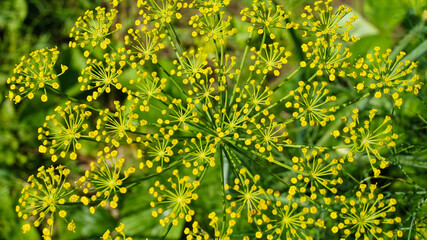 Blooming dill in the garden