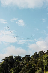Aves en el cielo