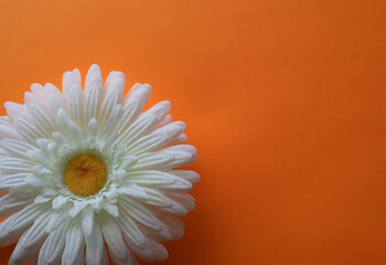 Close up of silk daisy flower on orange gold background with a copy space, spring summer Easter ...