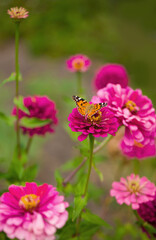 Closed up Butterfly on flower -Blur flower background.