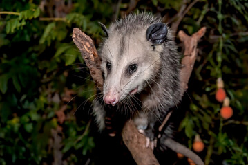 Naklejka premium Virginia Opossum (Didelphis virginiana) in garden, Los Angeles, California, USA
