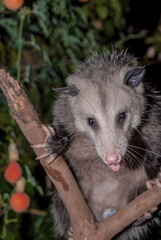 Naklejka premium Virginia Opossum (Didelphis virginiana) in garden, Los Angeles, California, USA