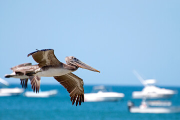 Pelican in flight
