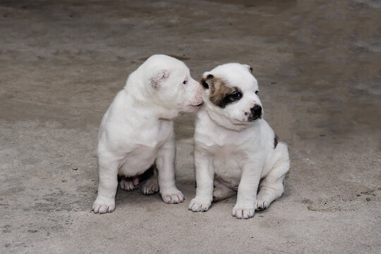 Puppies of Turkmen Alabai.
