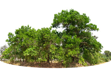 View of a High definition Treeline isolated on a white background, Green trees, Forest and foliage in summer.