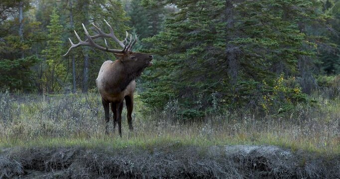 Large Bull Elk roaring its mating call in search of a female mate.