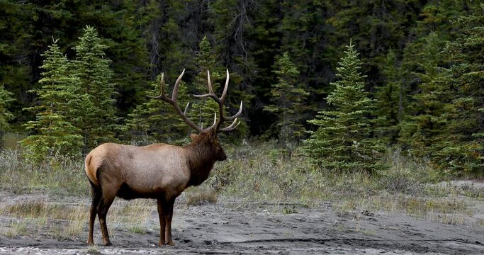 Beautiful Bull Elk with amazing antlers standing alone in front of spruce forest