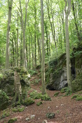 Wald in der Fränkische Schweiz Schlucht Felsen Buchen Buchenwals romantisch wild 