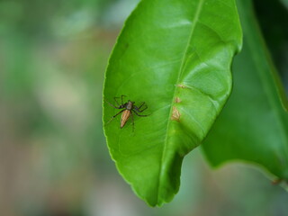 A brown striped spider with black legs with spikes on lime leaf with natural green background