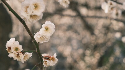 white plum blossom flowers on a tree 