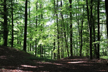 Wald Sommerwald Buchenwald Buchen Licht Sonne Bäume Wandern Wanderweg
