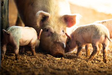 A female pig with her piglets on a remote cattle station in Northern Territory, Australia, at sunrise.  © Julia