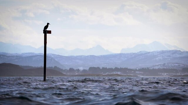 Cormorant on a pole in front of a stunning view. Slow motion HD.