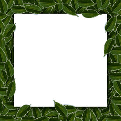 square frame tropical layout made from green leaves with white cardboard. flat view. layout for text in leaves