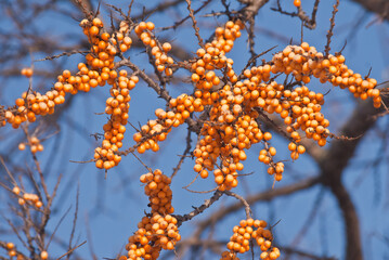 Common Sea Buckthorn (Hippophae rhamnoides) in orchard