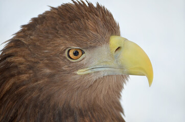 portrait of a eagle