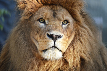 portrait of a lion