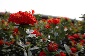 The flowers that taste sweet like love