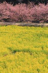 東大山の河津桜