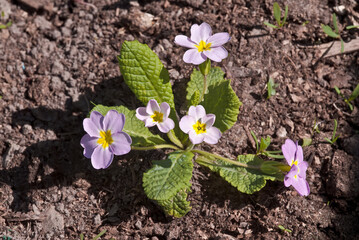 Common Primrose (Primula acaulis) in garden