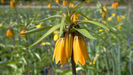 Bright and showy Fritillaria Imperialis flowers  close up on meadow of flowers background.
