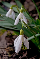 Obraz premium Snowdrop (Galanthus nivalis) in garden, Central Russia
