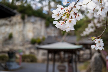 ぼかした常香炉を背景に桜をアップ（岩殿観音正法寺）／埼玉県東松山市