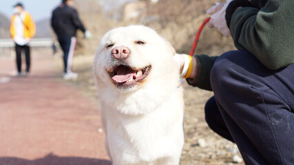 Dogs taking a walk along the trail