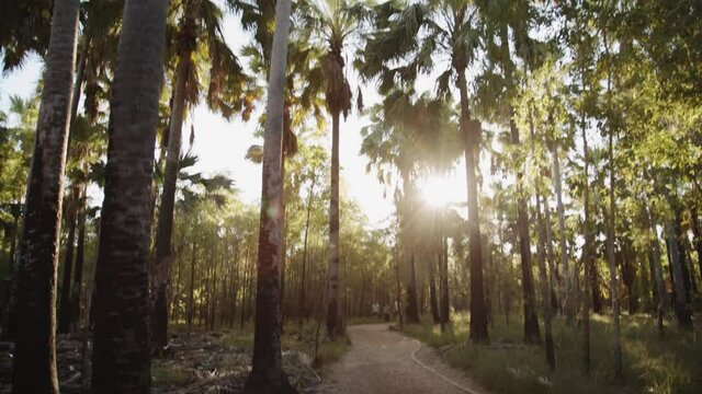 Light filters through palm trees, outback Australia