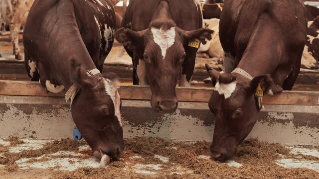 Three brown and whit cows standing in paddock, feeding, one animal looking on camera