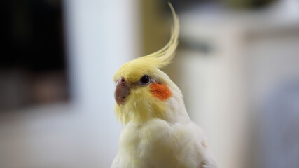 Cockatiel closeup