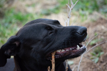 black labrador retriever