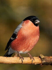 Eurasian bullfinch (Pyrrhula pyrrhula)