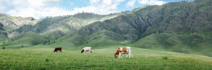 Fototapeta na wymiar Idyllic summer pasture landscape with cows in the mountains panorama, banner