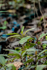 Fresh wild garlic in the forest