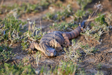 The desert monitor (Varanus griseus).

The desert monitor (Varanus griseus) is the biggest lizard in Central Asia.
