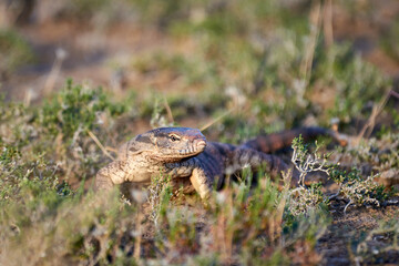 The desert monitor (Varanus griseus).

The desert monitor (Varanus griseus) is the biggest lizard in Central Asia.
