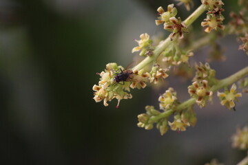 pollination by fly