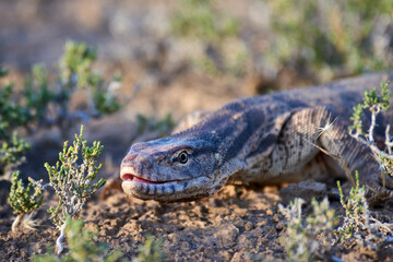 Naklejka na ściany i meble The desert monitor (Varanus griseus).The desert monitor (Varanus griseus) is the biggest lizard in Central Asia. 