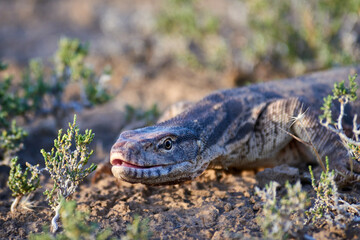 The desert monitor (Varanus griseus).

The desert monitor (Varanus griseus) is the biggest lizard in Central Asia.
