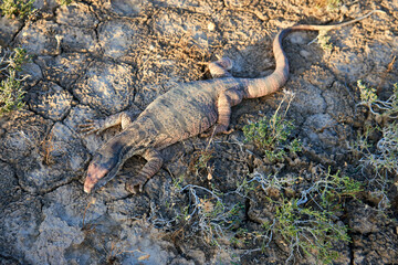 The desert monitor (Varanus griseus).

The desert monitor (Varanus griseus) is the biggest lizard in Central Asia.
