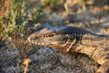 The desert monitor (Varanus griseus).

The desert monitor (Varanus griseus) is the biggest lizard in Central Asia.

