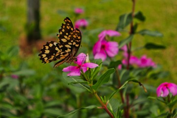 black and yellow butterfly on top of a flower
