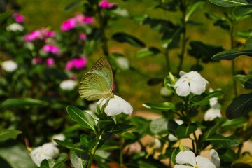 bluish green butterfly on top of a flower