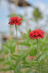 red gerbera flower