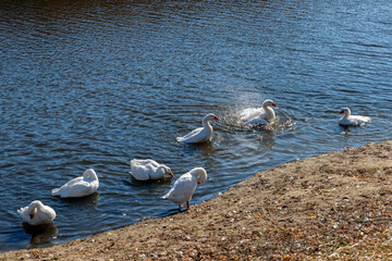 White domestic geese dive in the pond in sunny day